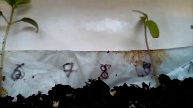 07.03.2022. Так выглядит рассада томатов в пеленочных улитках перед отправкой на дачу!