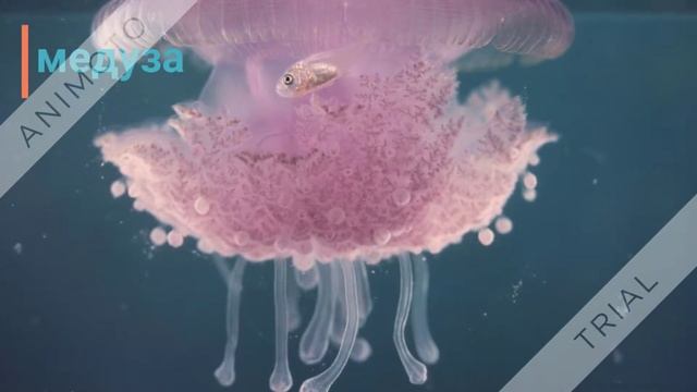 Морские жители смотреть онлайн