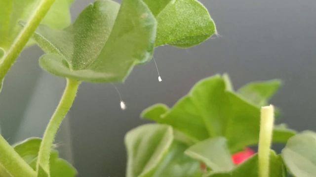 Таинственный 