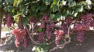 Средне поздние сорта винограда