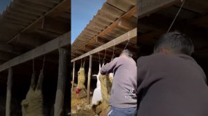 снимаю шкуру барана быстро