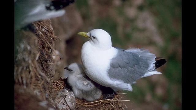 чайка Обыкновенная мо́евка смотреть онлайн