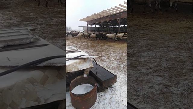 Диарея у ягнят. Тилозин 200. смотреть онлайн