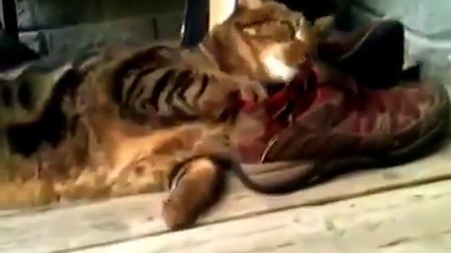 Кот со странными пристрастиями