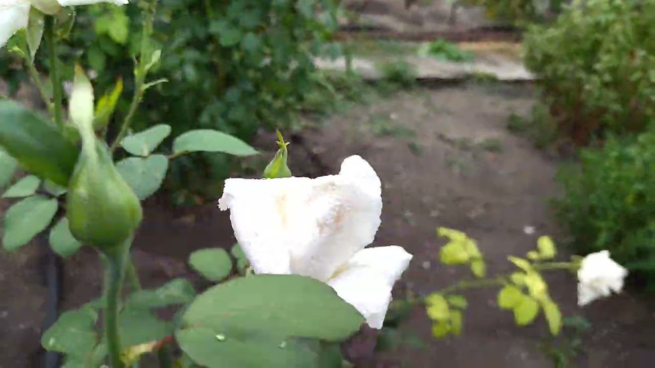 Последствия после дождя смотреть онлайн