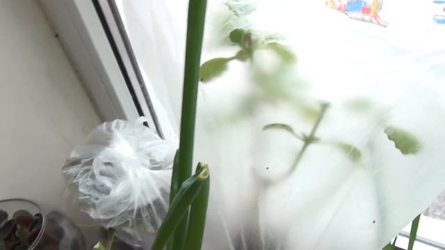 Сохранить растения без полива