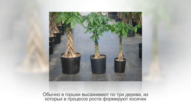 ОЗЕЛЕНЕНИЕ интерьера. ФИТОДИЗАЙН. Как озеленить дом без затрат смотреть онлайн