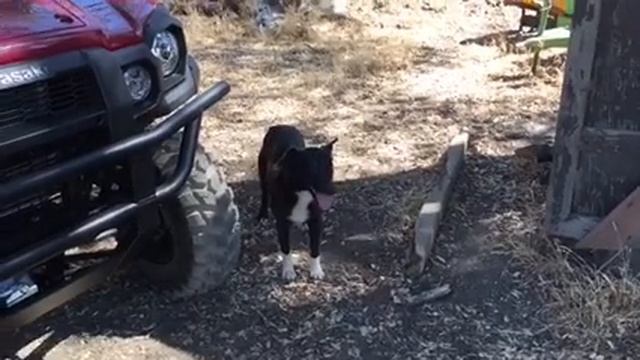 New mule.У НАС НОВАЯ KAWASAKI .Часть 1. смотреть онлайн