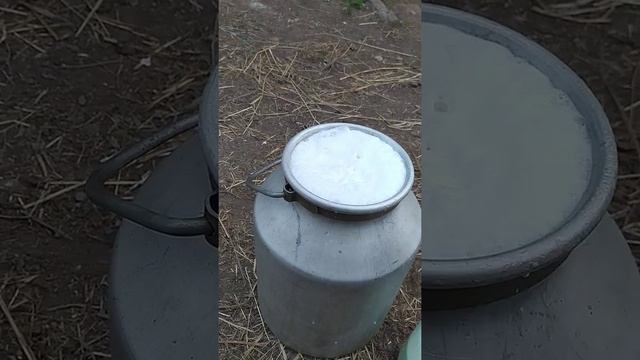 высокоудойная корова смотреть онлайн