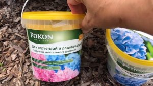 Гортензия крупнолистная "Бесконечное лето". Июль.