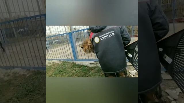 Куда уходят дети, рожденные в неволе.#animals , #левТигран смотреть онлайн
