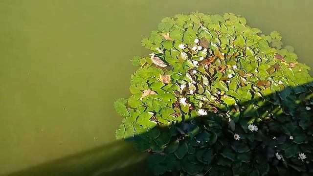 Утка с маленькими утятами возле лилий. Красота. смотреть онлайн