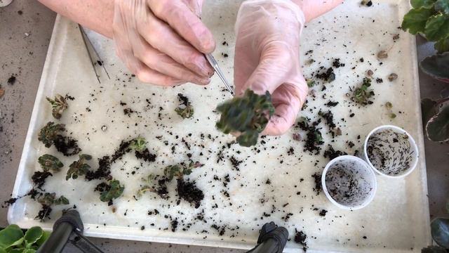 AFRICAN VIOLETS. Complex Separating Of Miniatures Violets With Girl Leaves Mac's Pizza Pizzicato.