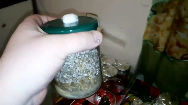 Мицелий вешенки из гриба, эксперимент смотреть онлайн