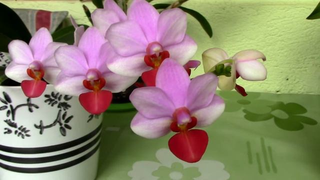 Phalaenopsis Liu's Cute Angel - my little angel смотреть онлайн