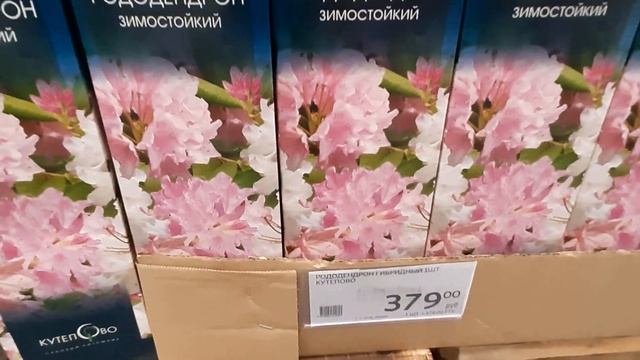 В АШАН! ? Спеши ЗА розами по 129 р!/ КАК СОХРАНИТЬ/Рододендроны/Гортензия/Смородина смотреть онлайн