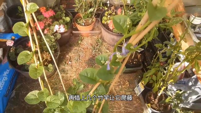 种一次就永远不用再买！（木耳菜&空心菜&芋头）喜热蔬菜冬季留种 смотреть онлайн