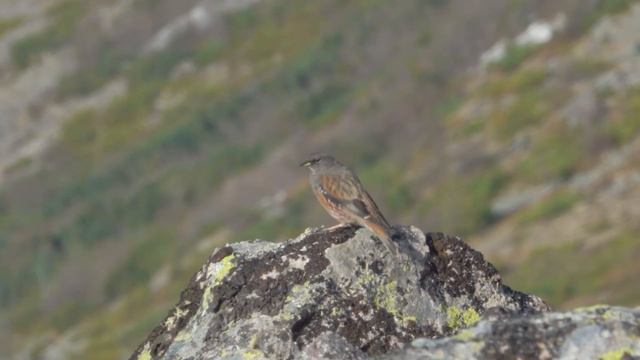 Захватывающая дух природа Баджала | «Приамурские Альпы» Дальнего востока смотреть онлайн