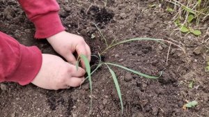 Как сажать лемонграсс в открытый грунт. Высаживаем рассаду лемонграсса в открытый грунт.