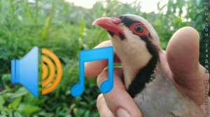 ?Голос самка кеклика манок на Куропатка.