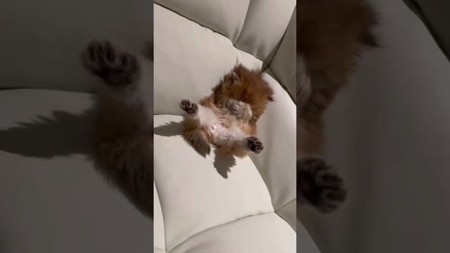 Рыжая соня смотреть онлайн