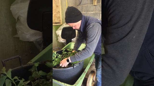 How to plant a hanging basket смотреть онлайн