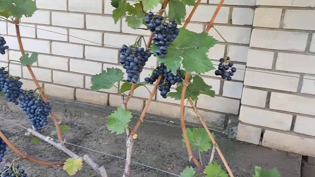 Немецкий технический сорт винограда Монарх. Воронеж. 22.09.23. смотреть онлайн