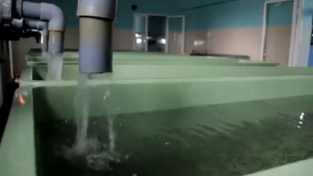 Рыбхоз оштрафован на 110 тысяч рублей смотреть онлайн