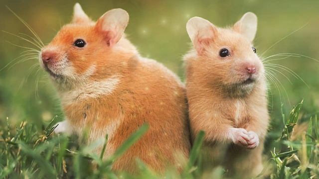 Почему кусается хомяк ???? ?????? | Why does a hamster bite? смотреть онлайн