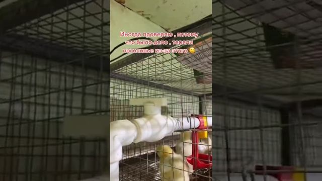 Напольное поение для цыплят бройлеров . минусы и плюсы. Северный Казахстан ??. Выращивание бройлеро смотреть онлайн