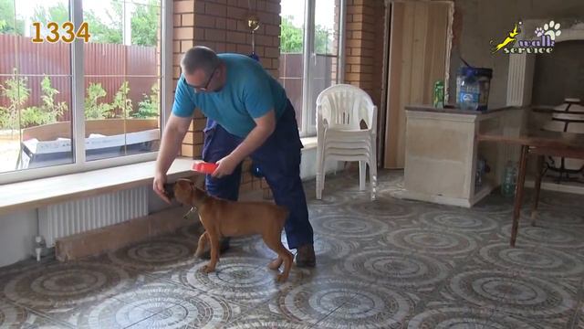 Тина-трейдинг, тест щенка, родезийский риджбек 1334 смотреть онлайн