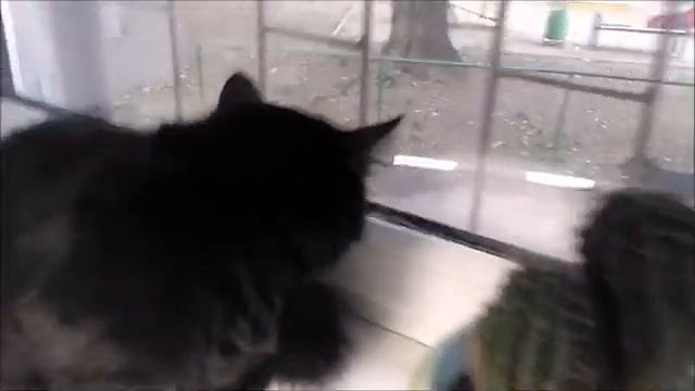 Кот обзывается на собаку смотреть онлайн