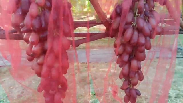 Ещё один осенний красавец! Заказ на черенки и саженцы по Тел,WhatsApp и Viber : 8-918-43-794-43 смотреть онлайн