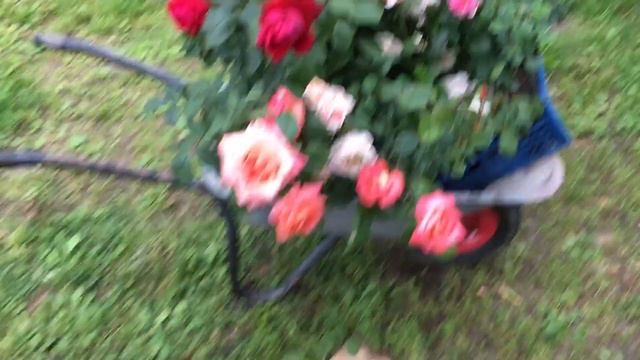 Угадайте сколько тележек роз я увёз на ярмарку смотреть онлайн