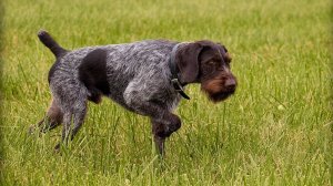 Стойка дратхаара по перепелу