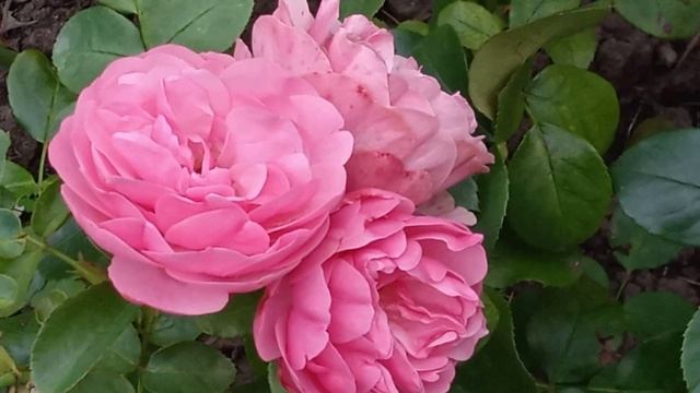 Розы на ВДНХ смотреть онлайн