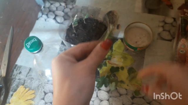 Черенкование хризантем мультифлора осенью. Как черенковать хризантемы. смотреть онлайн