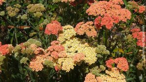 ❀ Лучшие сорта тысячелистника