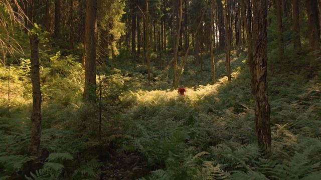 Трейл. Бег по пересеченной местности. StarTrail смотреть онлайн