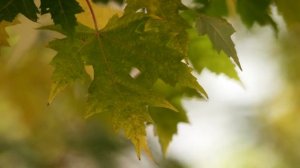 Ernesto Cortazar - Magic