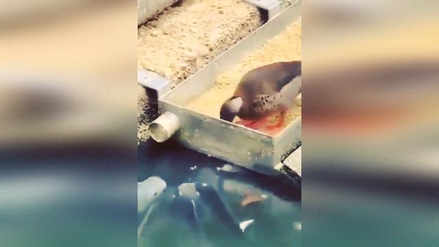 Утка кормит рыбу / Duck feeds fish смотреть онлайн