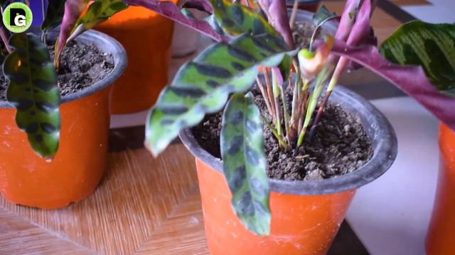 My Calathea Varieties I Calathea Plant Care I Indoor Plant Collection смотреть онлайн
