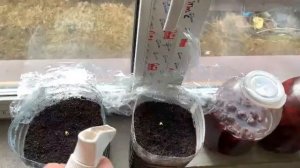 Биогумус. Посадка огурцов в чистом биогумусе. Эксперимент.