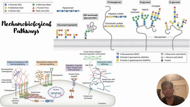 Mechanobiological Pathways in tumours #Code: 360 смотреть онлайн