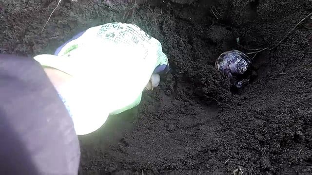 Посадка гиацинтов осенью. Hyacinth смотреть онлайн