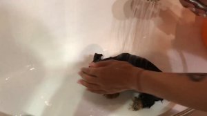 Первое купание щенков йоркширского терьера?