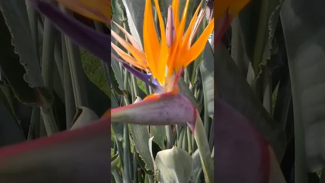 Цветок похож на Райскую птицу.СТРЕЛИТЦИЯ.Испания/Spain. #Shorts смотреть онлайн
