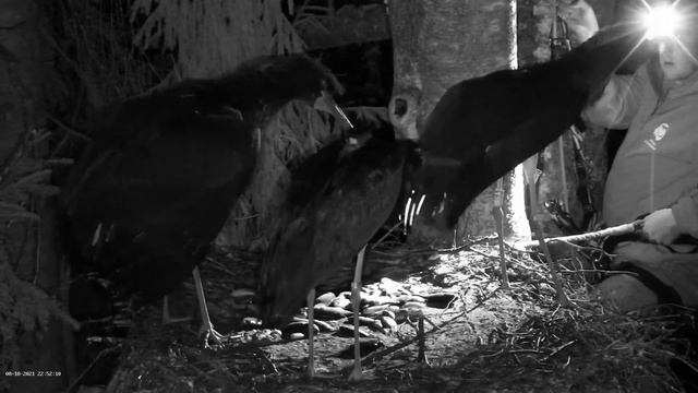 Must-toonekurg / Ciconia nigra (Nest 2) - 2021 08 18 21 37 16 смотреть онлайн