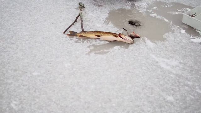 Диалоги о рыбалке - ловля щуки по перволедью смотреть онлайн