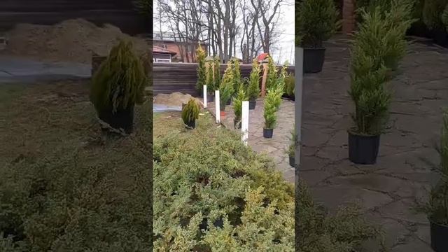 Туи Можевельники Кипарисовики Ели. Азбука Роста Ростов-на-Дону. 89381513404 смотреть онлайн